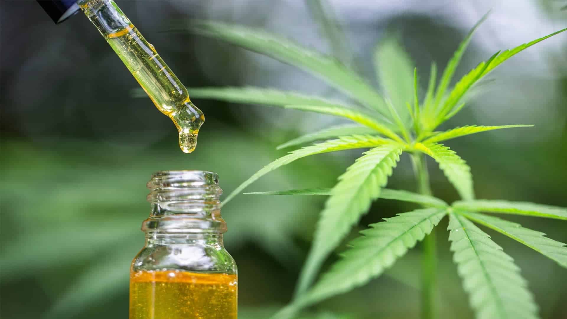 What Are the THC-Free Crude Oil Uses?